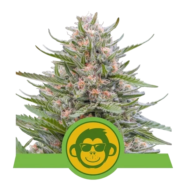 Grape Ape Auto – Produktansicht