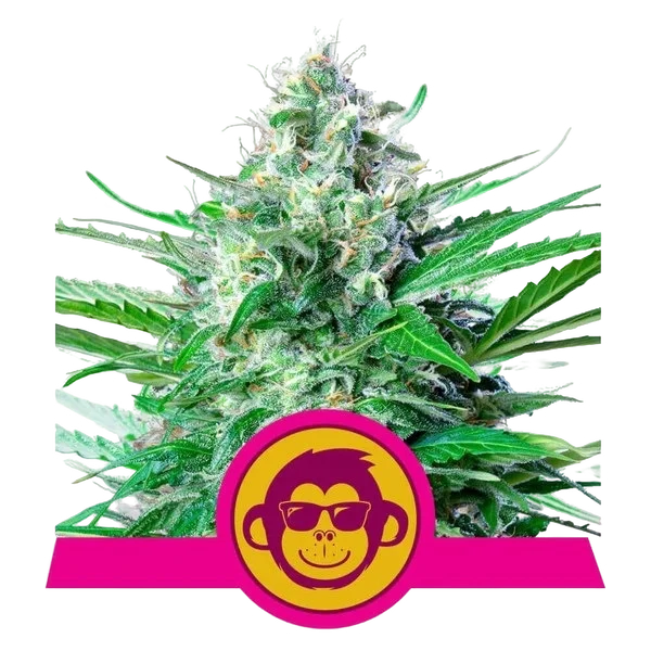 Grape Ape – Produktansicht
