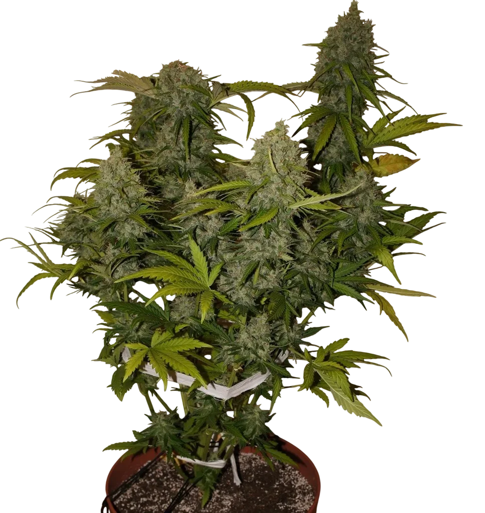Grapefruit Auto | AUTOFEM | Fast Buds