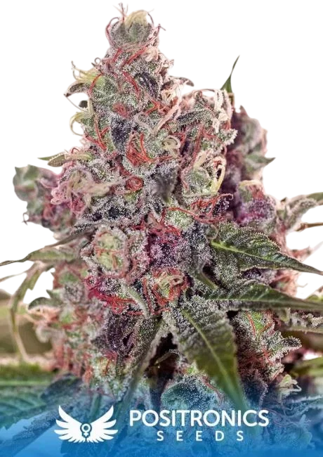 Grapefruit – Produktansicht