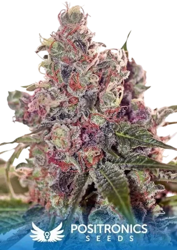 Grapefruit