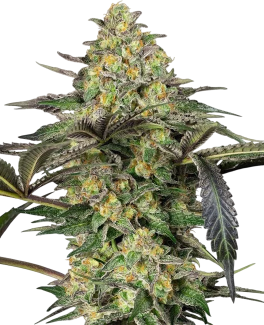 Grapevine Candy | PHOTOFEM | Sensi Seeds