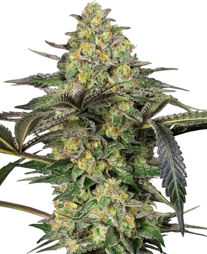 Grapevine Candy