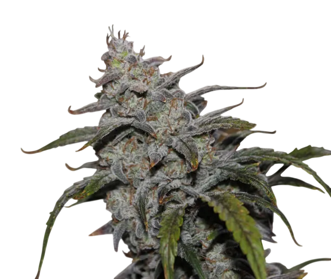 Grape Walker Kush Auto | AUTOFEM | Mephisto Genetics