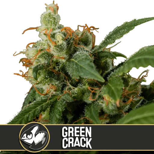 Green Crack – Produktansicht