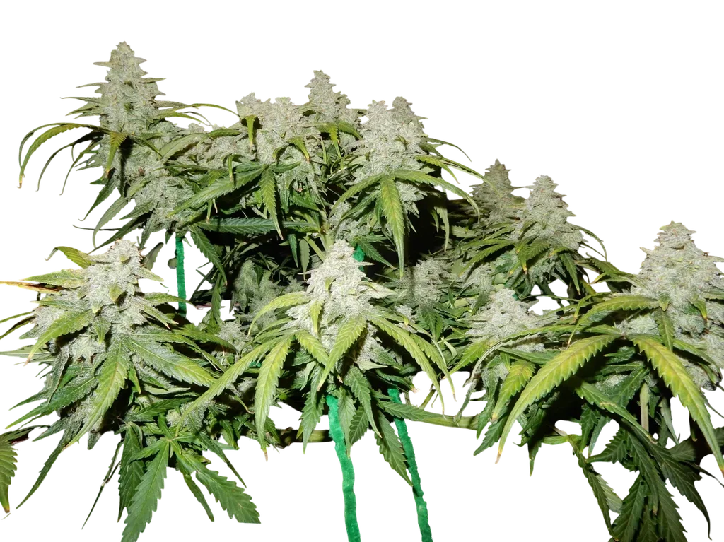 Green Crack Auto – Produktansicht