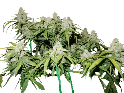 Green Crack Auto