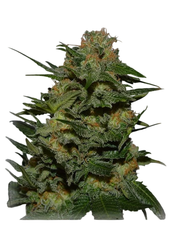Green Crack – Produktansicht