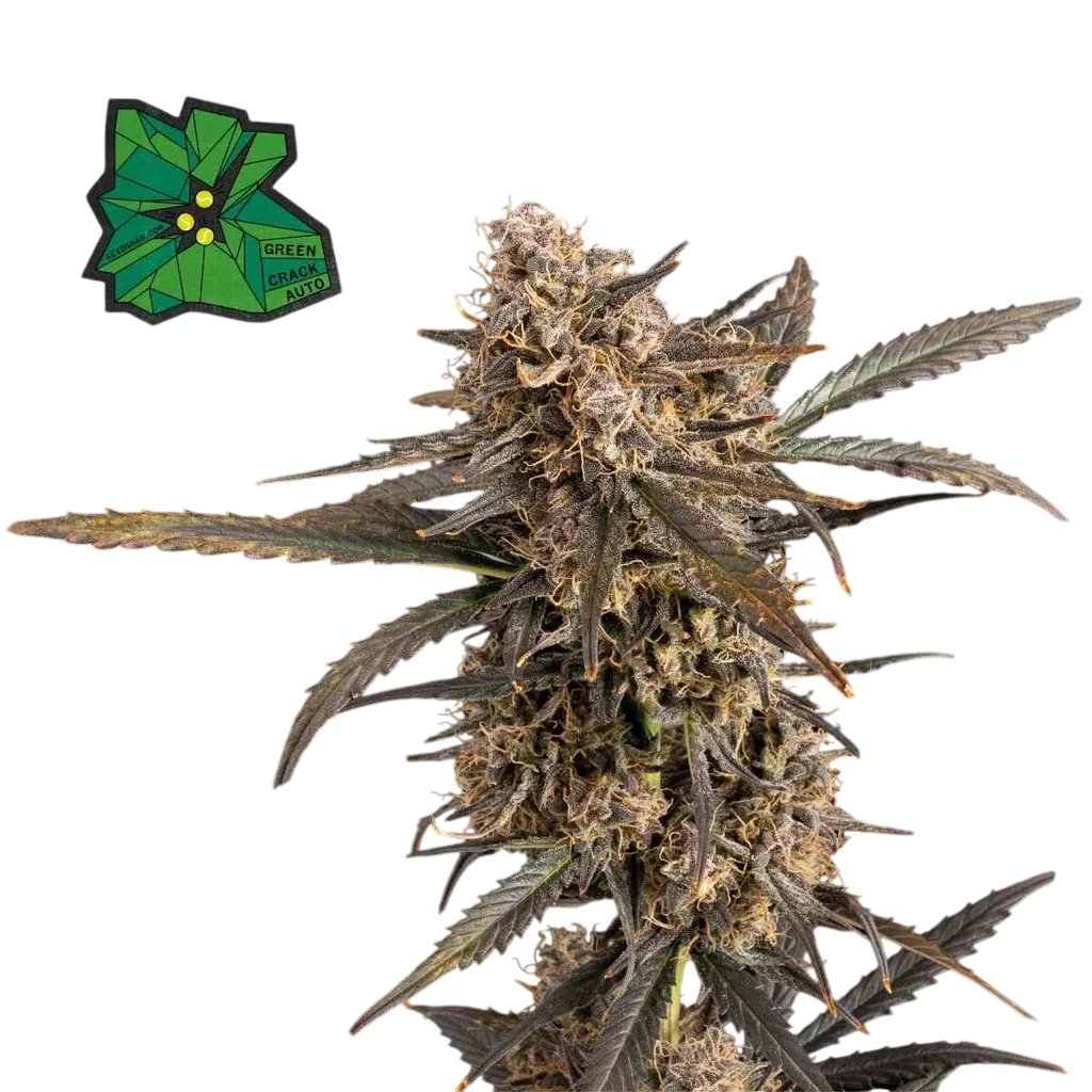 Green Crack Auto | AUTOFEM | Seedsman