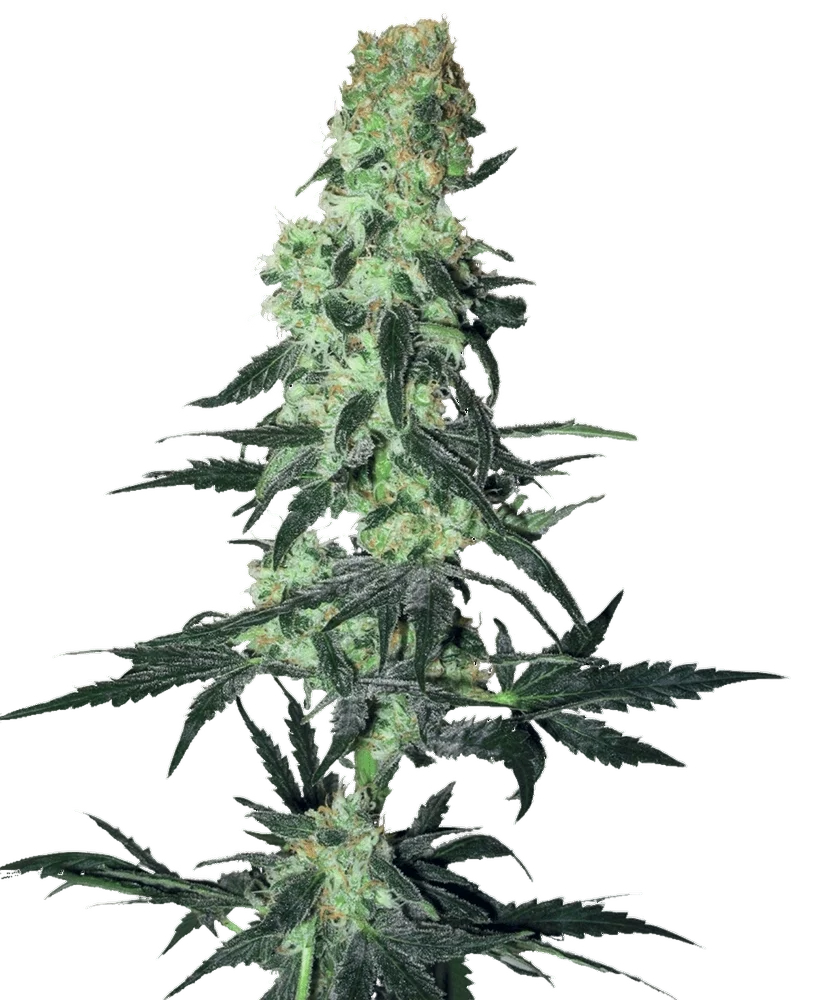 Amnesia White – Produktansicht