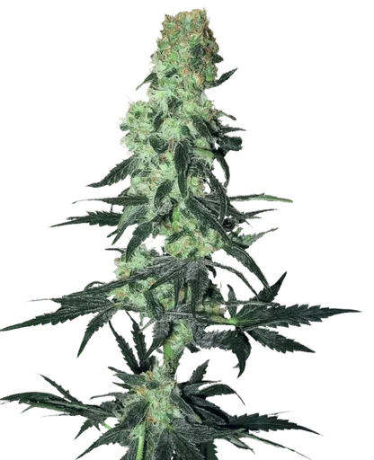 Amnesia White