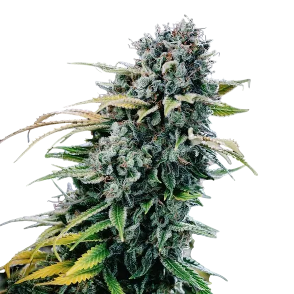 Green Crack | PHOTOFEM | Seedsman