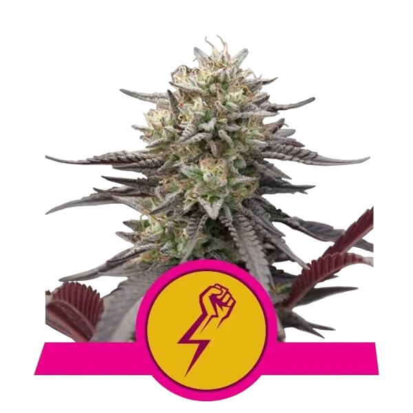 Green Crack Punch – Produktansicht