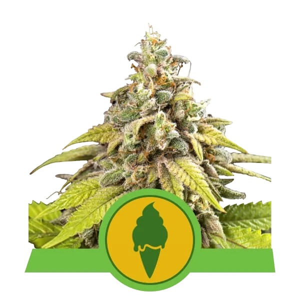 Green Gelato Auto – Produktansicht