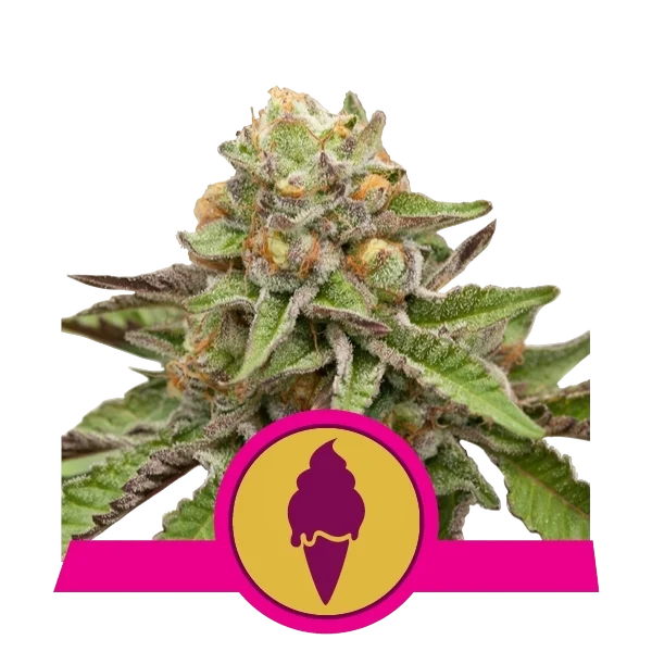 Green Gelato – Produktansicht
