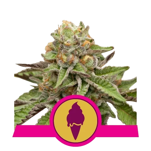 Green Gelato