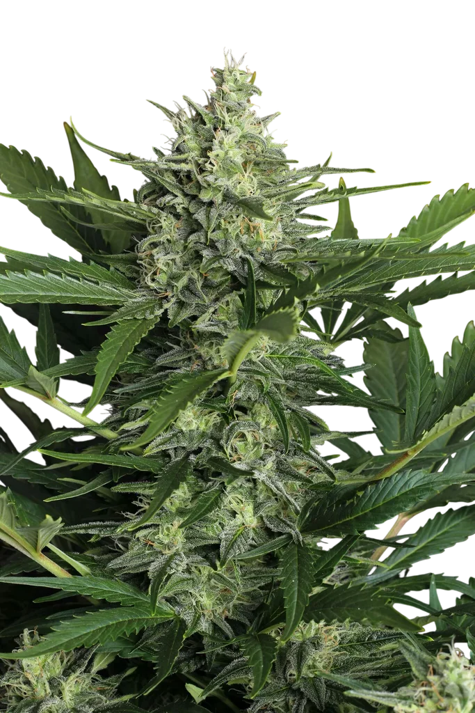 Green Gummy Auto | AUTOFEM | Exotic Seed