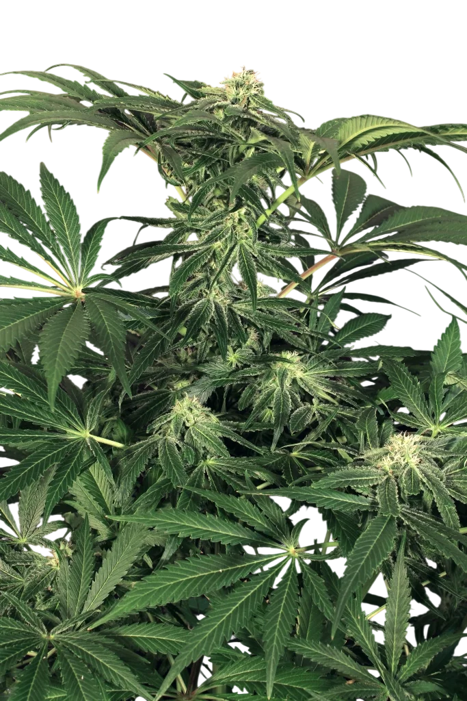Green Gummy | PHOTOFEM | Exotic Seed