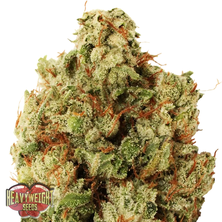 Green Ninja – Produktansicht