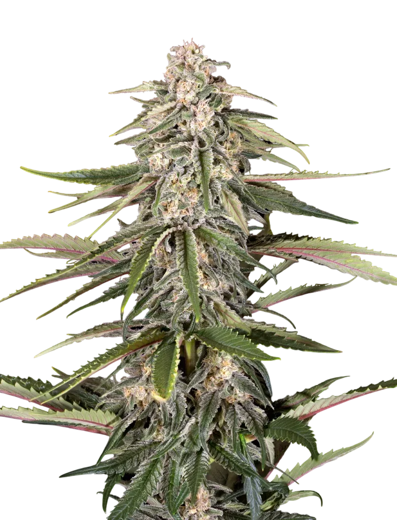 Green-O-Matic Auto – Produktansicht