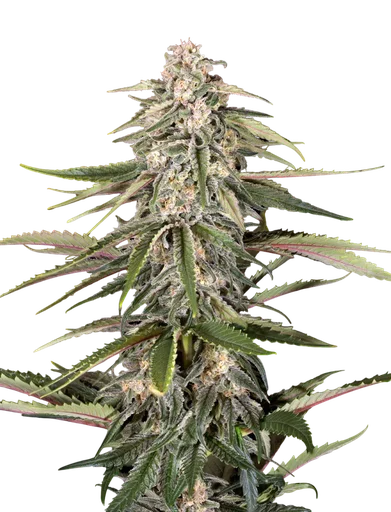 Green-O-Matic Auto