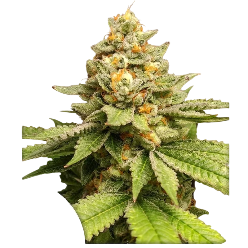 Green Papaya – Produktansicht