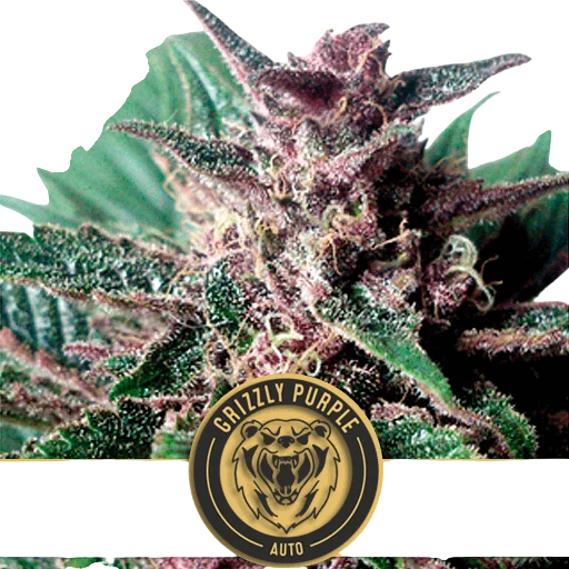 Grizzly Purple Auto