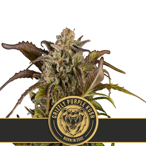 Grizzly Purple Kush – Produktansicht