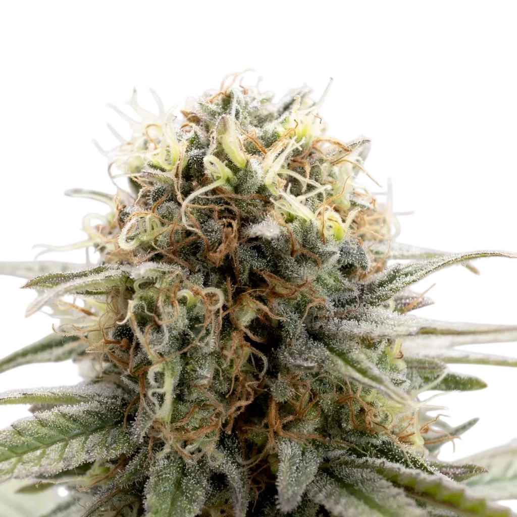 Girl Scout Cookies | PHOTOFEM | Kannabia Seeds