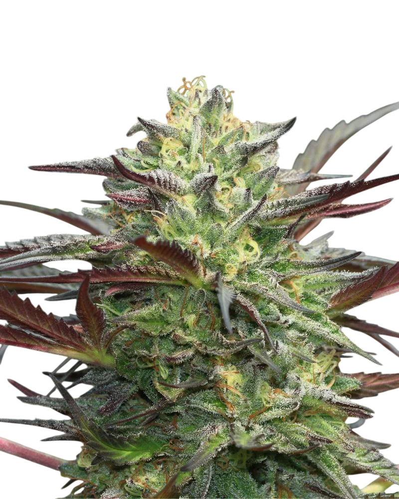 G.S. Cookies Auto | AUTOFEM | Humboldt Seed Co.