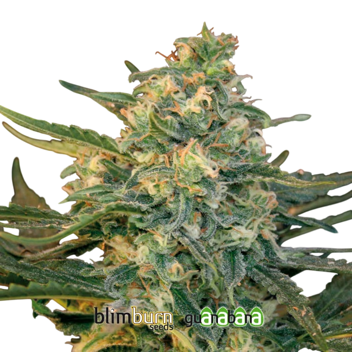 Guanabana – Produktansicht