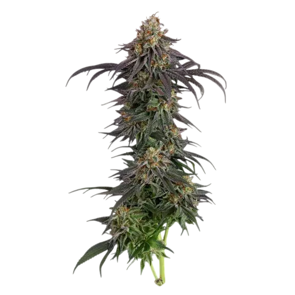 Guava Root GMO | PHOTOFEM | Seedsman