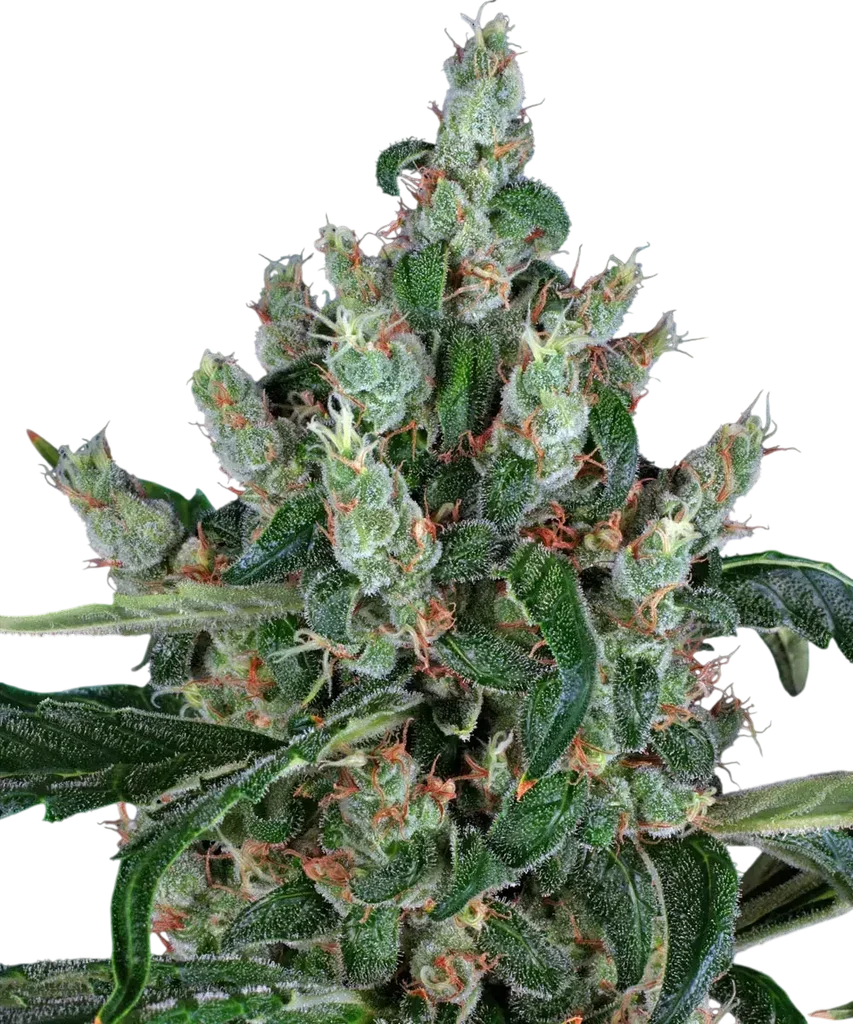Laughing Buddha – Produktansicht
