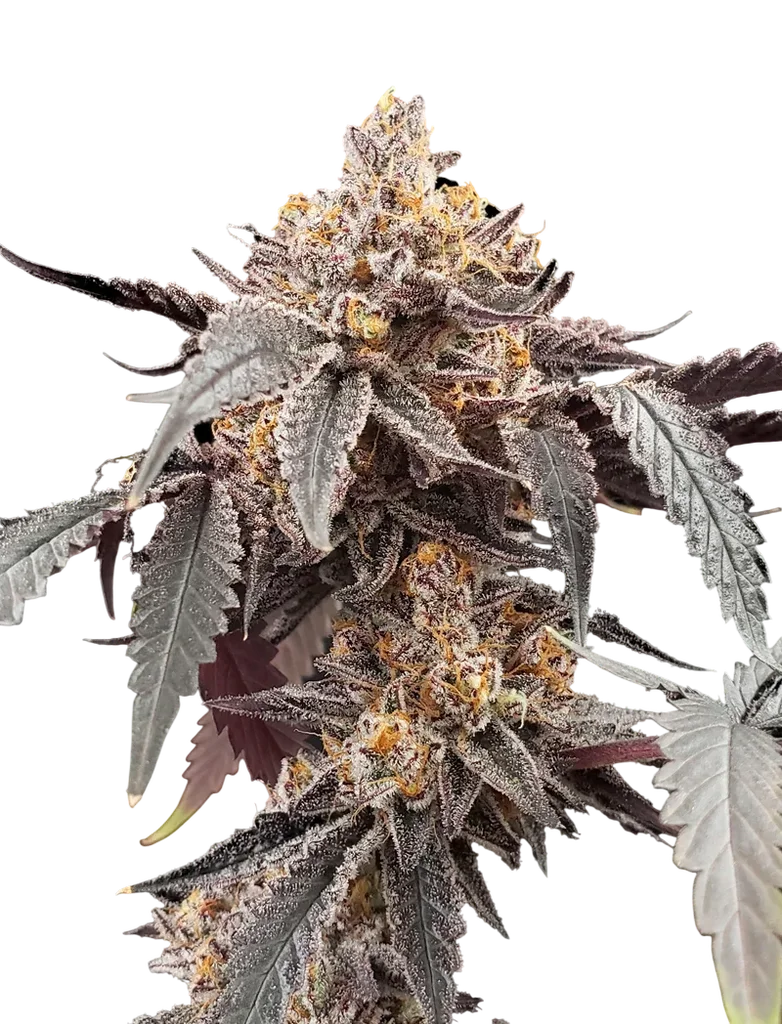 Guava x Gelato 41 Auto – Produktansicht