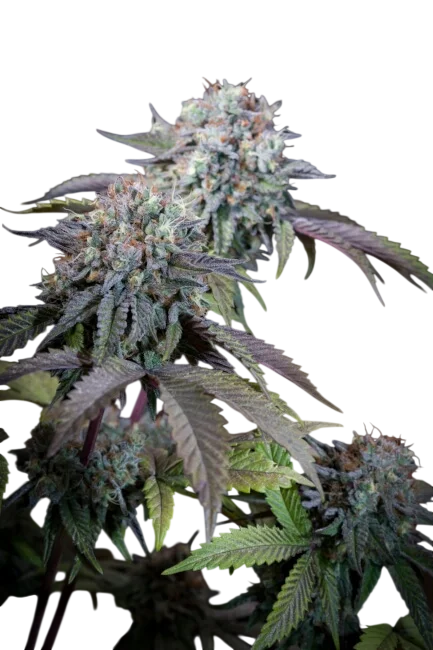 Gulupa | PHOTOFEM | Paradise Seeds