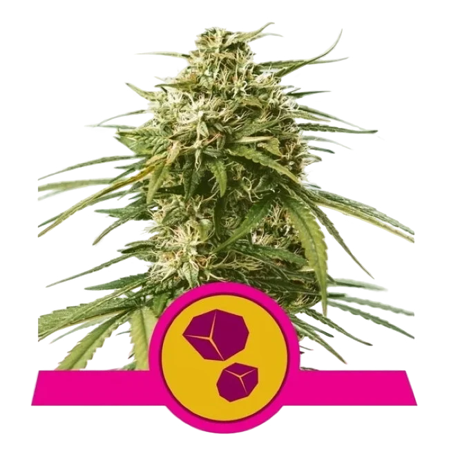 Gushers – Produktansicht