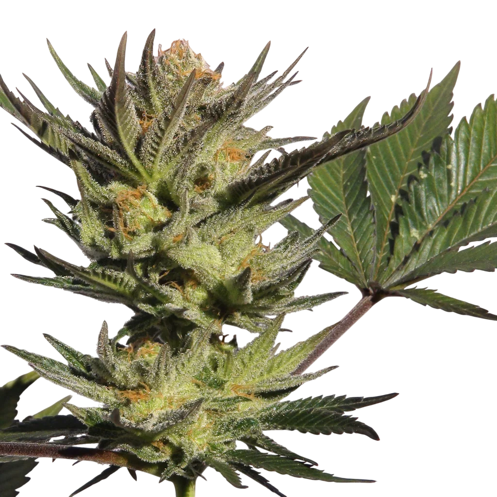 Gypsy Kush (Faraona) – Produktansicht