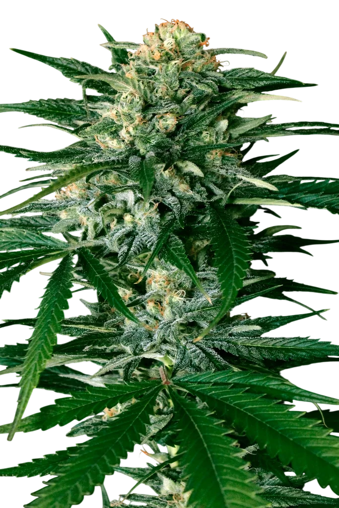 Gypsy Widow | PHOTOFEM | Exotic Seed