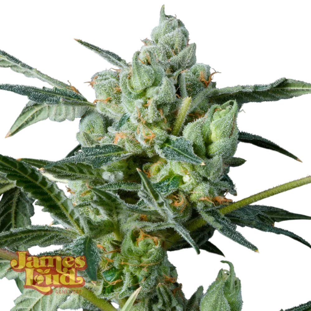 Haight Street Haze – Produktansicht
