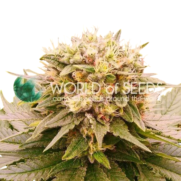 Harlequeen THC-FREE CBD – Produktansicht