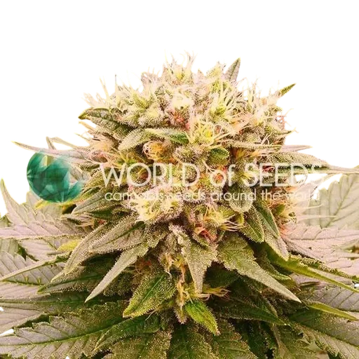 Harlequeen THC-FREE CBD