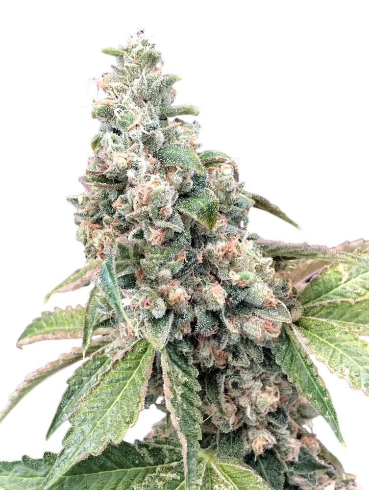 Harlequin CBD | PHOTOFEM | 00 Seeds