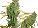 Angel Heart | PHOTOREG | Mr. Nice Seedbank