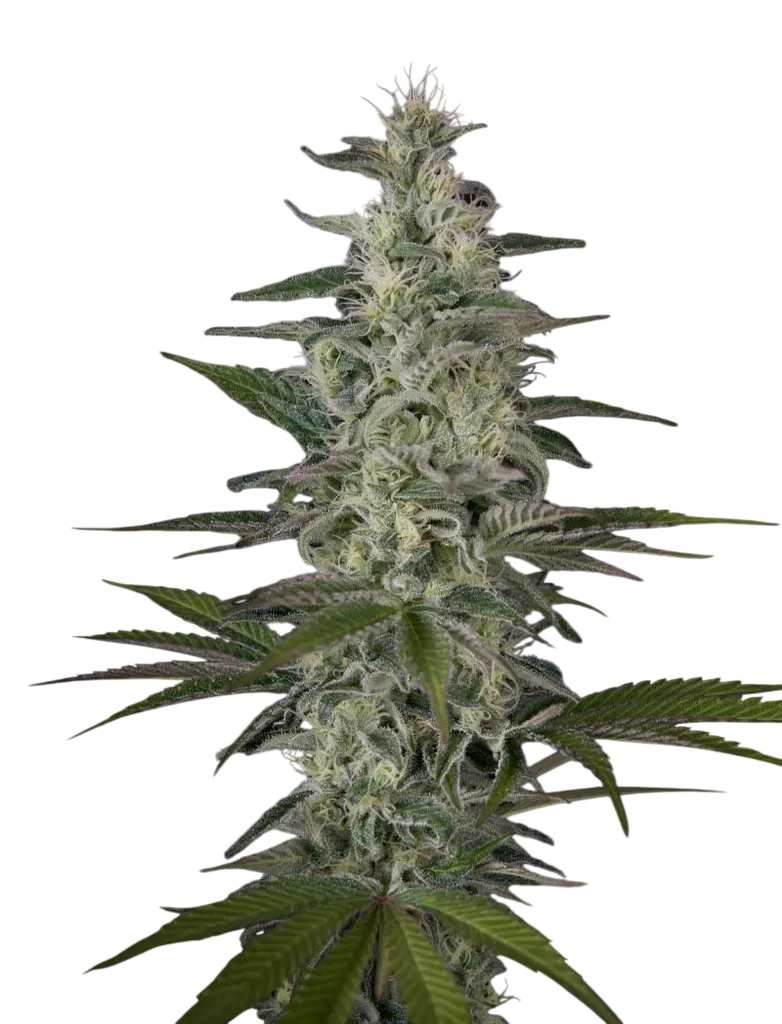 Hawaiian Snow | PHOTOFEM | Greenhouse Seed Co.