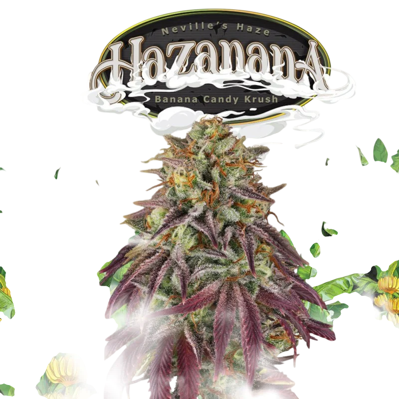 Hazanana | PHOTOFEM | T.H. Seeds