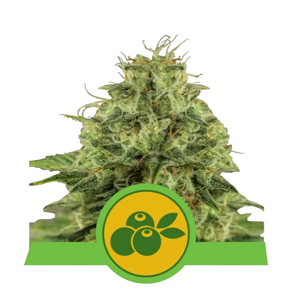 Haze Berry Auto – Produktansicht