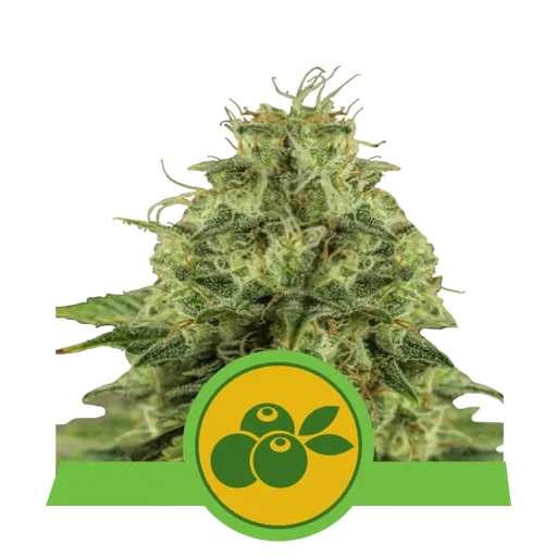 Haze Berry Auto | AUTOFEM | Royal Queen Seeds