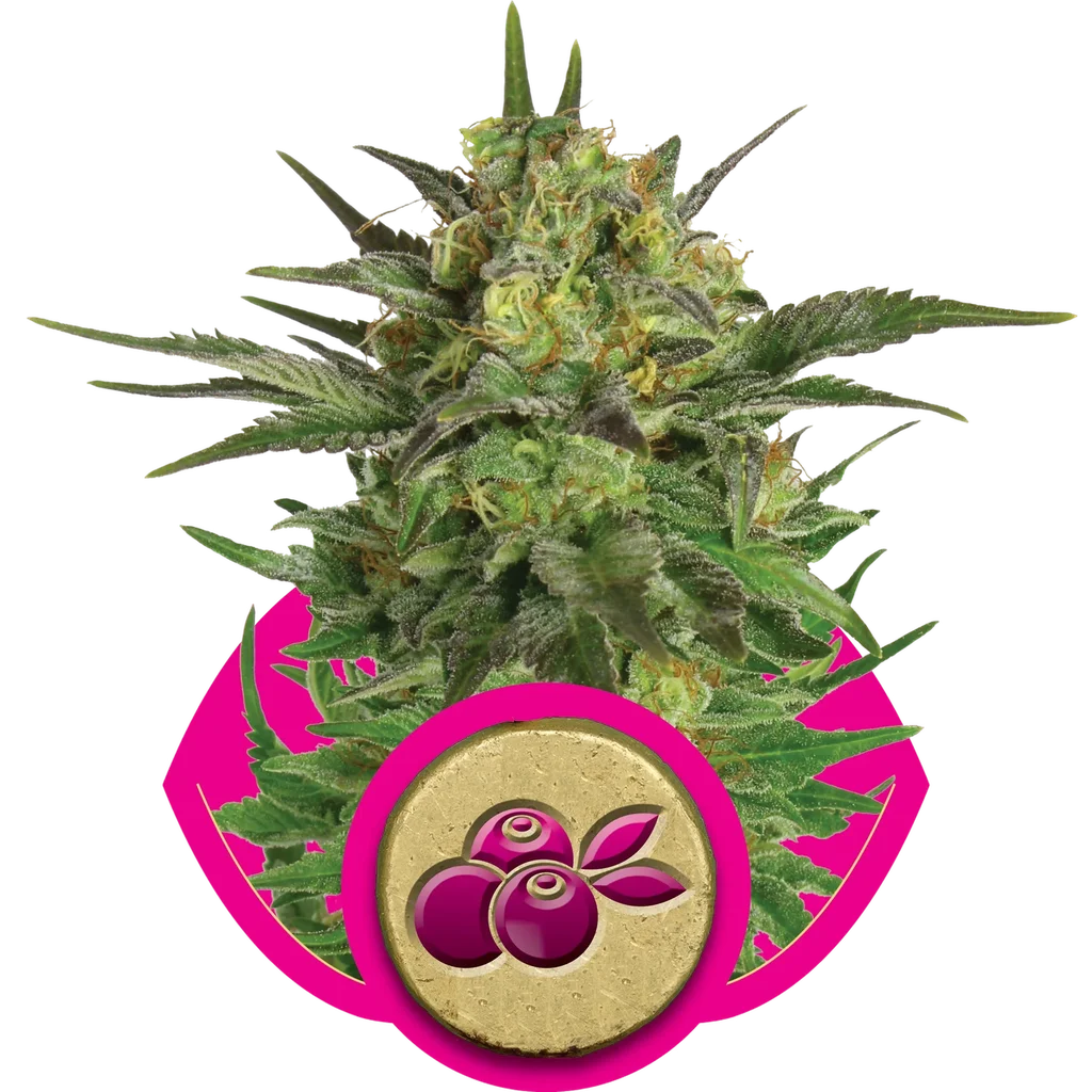 Haze Berry – Produktansicht