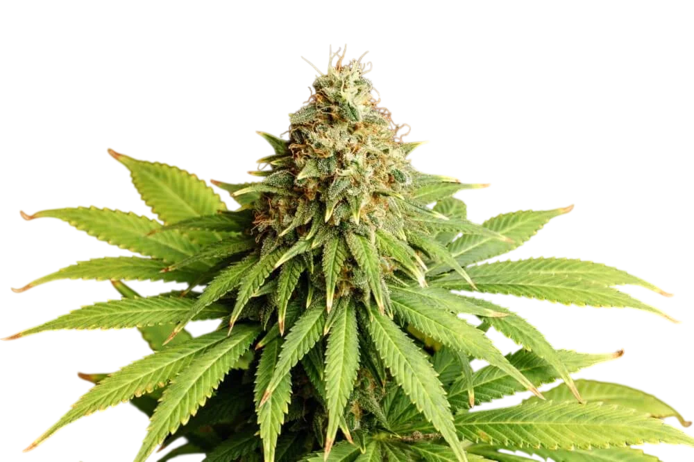 Hellfire OG | PHOTOFEM | Kannabia Seeds