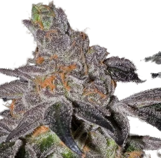 Animal Cookies – Produktansicht